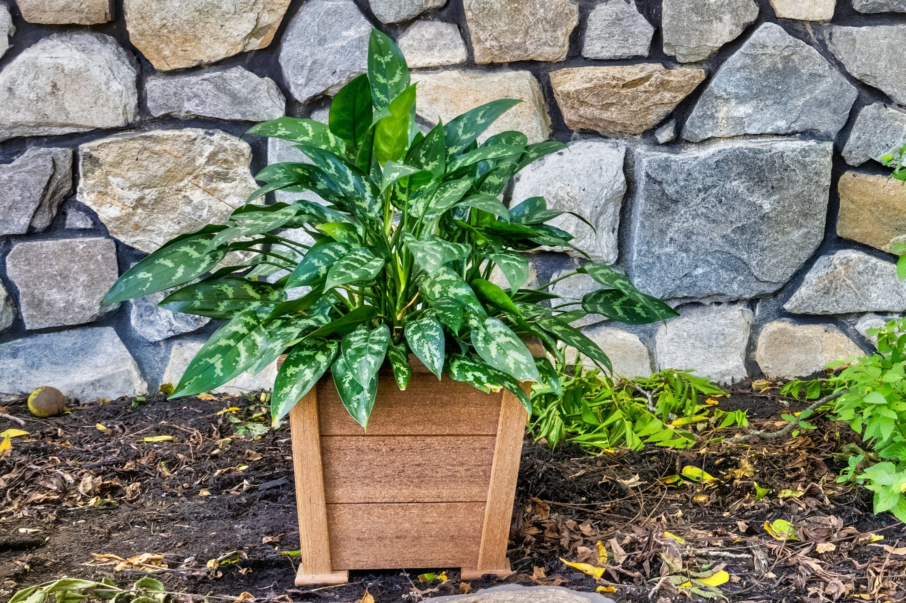 Mahogany Planters