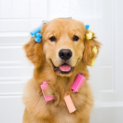 Dog Grooming Essentials