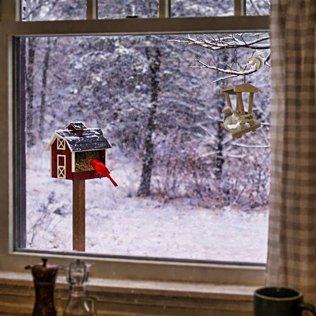 Cardinal at birdfeeder, Squirrels at squirrel feeder